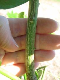              Second - third year twig (Winter Haven, FL)       