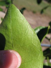              Margin (Winter Haven, FL)       