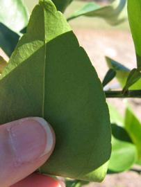              Margin (Winter Haven, FL)       