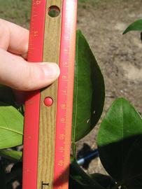              Unifoliolate leaf (Winter Haven, FL)       