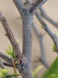              Second - third year twig (Riverside, CA)       