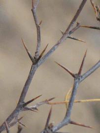              Second - third year twig (Riverside, CA)       