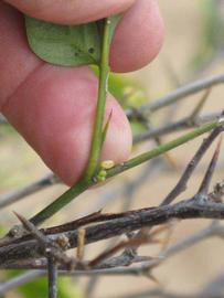            Petiole (Riverside, CA)   