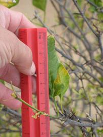              Trifoliolate leaf (Riverside, CA)       