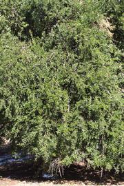            Habit (Riverside, CA)   