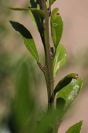            First year twig (Riverside, CA)   