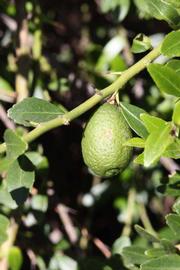            Fruit (Riverside, CA)   