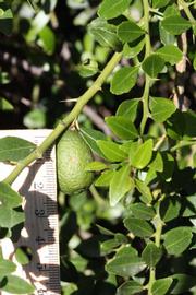            Fruit (Riverside, CA)   