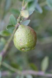            Fruit (Riverside, CA)   
