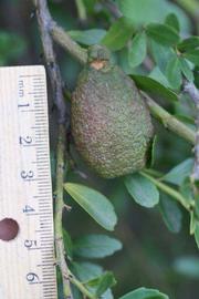            Fruit of  Microcitrus australasica     x    Microcitrus australis        (Sydney   Hybrid, Riverside, CA)   