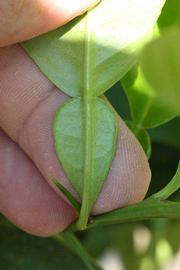              Petiole (Riverside, CA)       