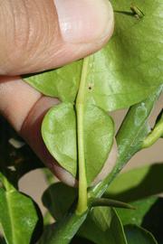              Petiole (Riverside, CA)       