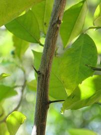              Second - third year twig (Winter Haven, FL)       