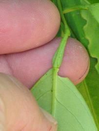              Petiole (Winter Haven, FL)       