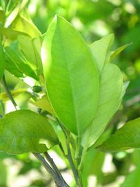              Unifoliolate leaf (Winter Haven, FL)       