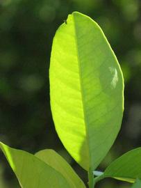              Unifoliolate leaf (Winter Haven, FL)       