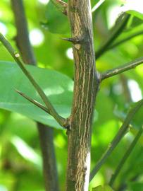              Second - third year twig (Winter Haven, FL)       