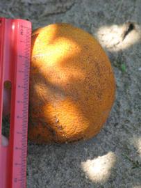            Fruit (Winter Haven, FL)   