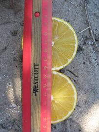            Fruit cross-section (Winter Haven, FL)   