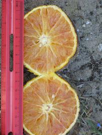            Fruit cross-section (Winter Haven, FL)   