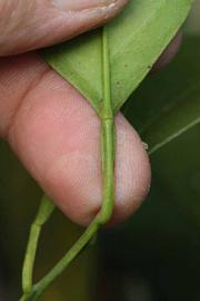              Petiole (Riverside, CA)       