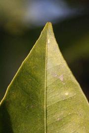              Margin (Riverside, CA)       