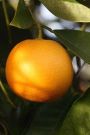            Fruit (Riverside, CA)   