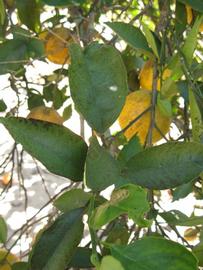            Shade leaves (Winter Haven, FL)   