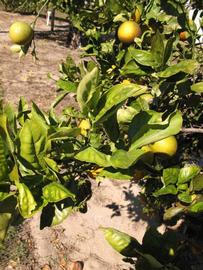            Sun leaves (Winter Haven, FL)   