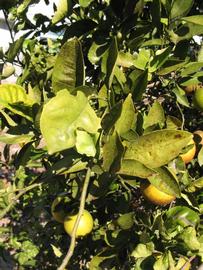            Sun leaves (Winter Haven, FL)   