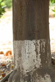              Bark (Riverside, CA)       