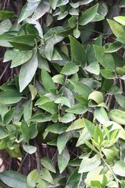              Sun leaves (Riverside, CA)       