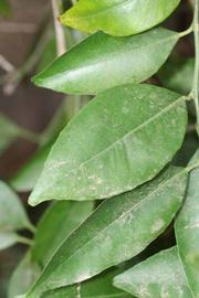              Unifoliolate leaf (Riverside, CA)       
