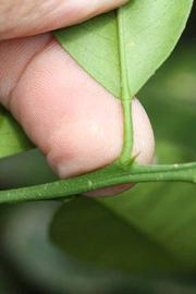              Petiole (Riverside, CA)       