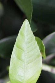              Margin (Riverside, CA)       