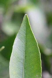              Margin (Riverside, CA)       