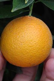            Fruit (Riverside, CA)   