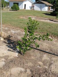           Habit (Winter Haven, FL)   
