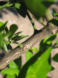              Second - third year twig (Winter Haven, FL)       