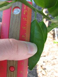              Unifoliolate leaf (Winter Haven, FL)       