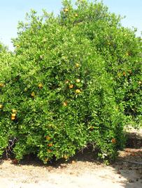            Habit (Riverside, CA)   