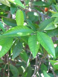              Shade leaves (Riverside, CA)       
