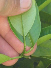              Petiole (Riverside, CA)       