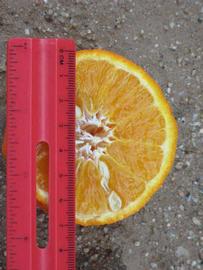            Fruit cross-section (Riverside, CA)   