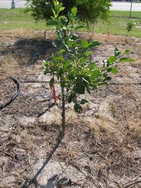            Habit (Winter Haven, FL)   