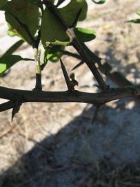              Second - third year twig (Winter Haven, FL)       