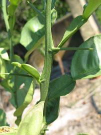            First year twig (Winter Haven, FL)   