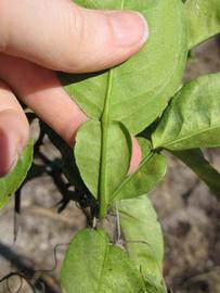              Petiole (Winter Haven, FL)       