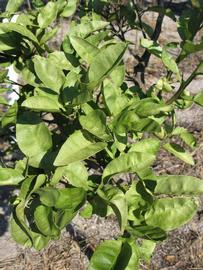              Sun leaves (Winter Haven, FL)       