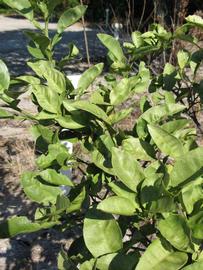              Sun leaves (Winter Haven, FL)       